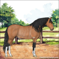 Horse Color:Bay Rabicano 