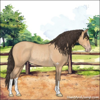 Horse Color:Amber Champagne Rabicano 