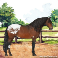 Horse Color:Brown Appaloosa