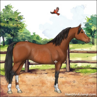 Horse Color:Bay Rabicano 