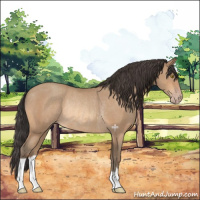 Horse Color:Amber Champagne Rabicano 