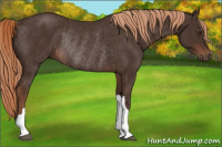 Horse Color:Liver Chestnut Rabicano 