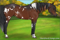 Horse Color:White Spotted Bay 