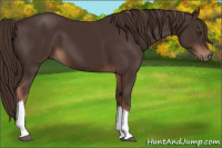 Horse Color:Liver Chestnut 