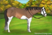 Horse Color:Buckskin Splash 