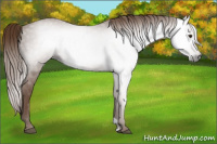 Horse Color:Gray Chestnut 