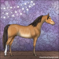 Horse Color:Buckskin Rabicano 