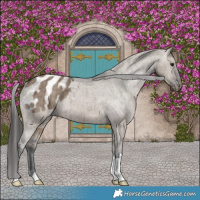Horse Color:Brown Dun Varnish Brindle