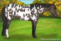 Horse Color:Brown Dun Appaloosa Brindle 