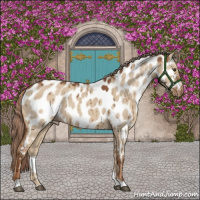 Horse Color:Red Dun Appaloosa Brindle 