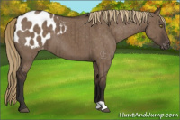 Horse Color:Liver Red Dun Appaloosa Brindle