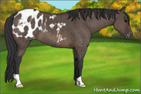 Horse Color:Brown Dun Appaloosa Brindle