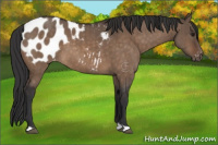 Horse Color:Brown Dun Appaloosa Brindle 