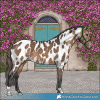 Horse Color:Bay Dun Near Leopard Brindle 