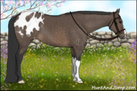 Horse Color:Brown Dun Appaloosa Brindle 