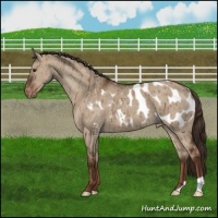 Horse Color:Liver Red Dun Appaloosa Brindle 