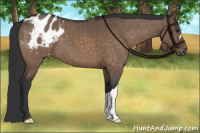 Horse Color:Brown Dun Appaloosa Brindle 