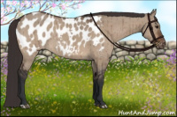 Horse Color:Brown Dun Appaloosa Brindle 