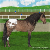 Horse Color:Bay Dun Snowcap Brindle 