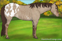 Horse Color:Liver Red Dun Appaloosa Brindle 
