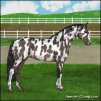 Horse Color:Brown Dun Appaloosa Brindle 