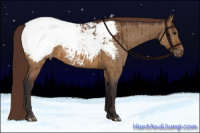 Horse Color:Buckskin Dun Snowcap Brindle 
