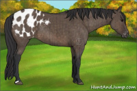 Horse Color:Brown Dun Appaloosa Brindle 
