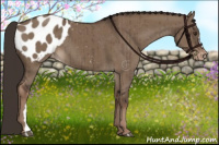 Horse Color:Liver Red Dun Appaloosa Brindle