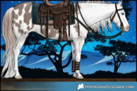 Horse Color:Chocolate Grullo Splash Appaloosa Brindle 