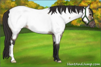 Horse Color:Brown Dun Appaloosa Brindle 