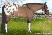 Horse Color:Brown Dun Appaloosa Brindle 