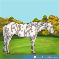 Horse Color:Liver Red Dun Mushroom Appaloosa Brindle