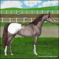Horse Color:Platinum Chocolate Bay Dun Snowcap Brindle 