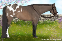 Horse Color:Brown Dun Appaloosa Brindle 