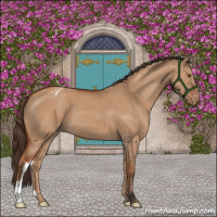 Horse Color:Bay Dun Appaloosa Brindle 