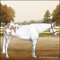 Horse Color:Red Dun Mushroom Appaloosa Brindle 