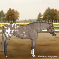 Horse Color:Liver Red Dun Mushroom Blanket Brindle 