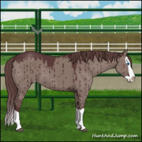 Horse Color:Chocolate Grullo Splash Appaloosa Brindle 