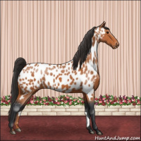 Horse Color:Bay Near Leopard
