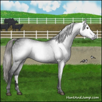 Horse Color:Gray Liver Chestnut 