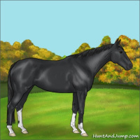 Horse Color:Black 