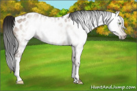 Horse Color:Gray Amber Champagne Appaloosa 