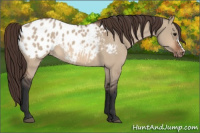 Horse Color:Bay Dun Appaloosa