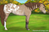 Horse Color:Bay Dun Appaloosa Rabicano 