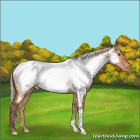 Horse Color:Silver Bay Dun Near Fewspot 