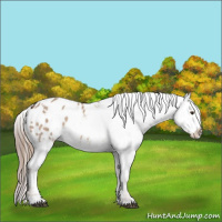 Horse Color:Liver Red Dun Appaloosa  and Liver Red Dun Appaloosa 
