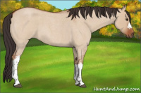 Horse Color:Bay Roan Dun 