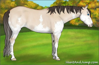 Horse Color:Bay Dun Splash 