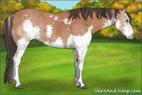 Horse Color:White Spotted Bay Splash 