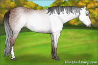 Horse Color:Gray Bay 